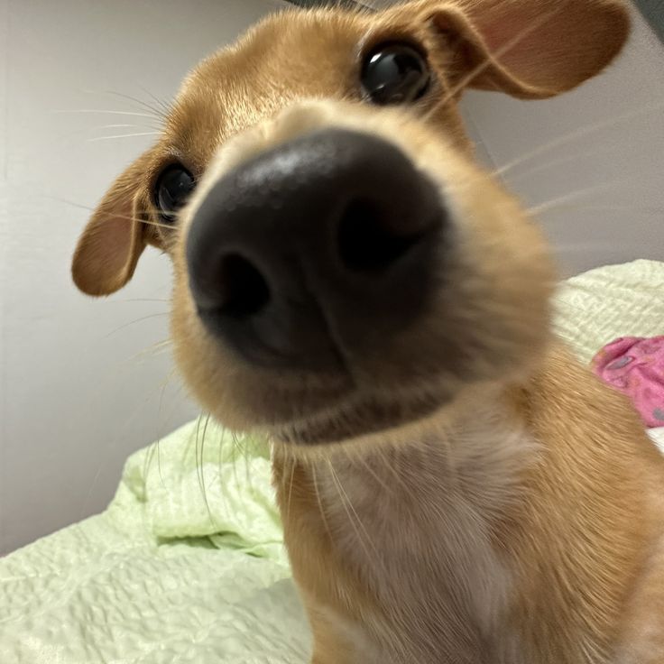 鲨鲨888888的头像-萌玩ACG